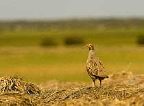 Grey partridge (Pedrix pedrix) camouflaged against hay mound, Matsalu National Park, Estonia, May 2009