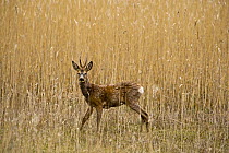 Roe deer (Capreolus capreolus) male amongst reeds in marsh, Matsalu National Park, Estonia, May 2009