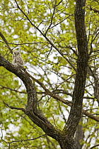 Ural owl (Strix uralensis) in Oak tree, Matsalu National Park, Estonia, May 2009