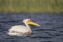 Eastern white pelican (Pelecanus onolocratus) Danube Delta, Romania, May 2009