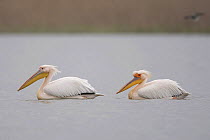 Two Eastern white pelicans (Pelecanus onolocratus) Danube Delta, Romania, May 2009