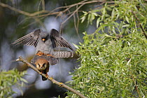 Red footed falcon (Falco vespertinus) pair mating, Danube Delta, Romania, May 2009