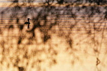 Great crested grebe (Podiceps cristatus) silhouetted on the river, Danube Delta, Romania, May 2009