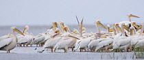 Eastern white pelican (Pelecanus onolocratus) group in the Danube Delta, Romania, May 2009
