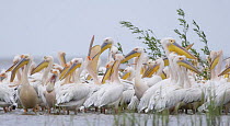 Eastern white pelicans (Pelecanus onocrotalus) in the Danube Delta, Romania, May 2009