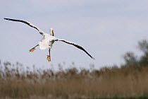 Rear view of Eastern white pelican (Pelecanus onolocratus) in flight, about to land, Danube Delta, Romania, May 2009