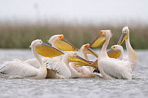 Eastern white pelicans (Pelecanus onolocratus) Danube Delta, Romania, May 2009