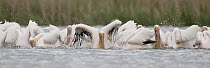Eastern white pelicans (Pelecanus onocrotalus) bathing, Danube Delta, Romania, May 2009