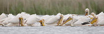 Eastern white pelicans (Pelecanus onocrotalus) feeding, Danube Delta, Romania, May 2009