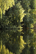 Trees on the river bank reflected in water, Danube Delta, Romania, May 2009