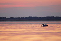 Eastern white pelican (Pelecanus onolocratus) silhouetted at sunset, Danube Delta, Romania, May 2009