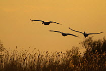 Three Eastern white pelicans (Pelecanus onolocratus) in flight, silhouetted at sunset, Danube Delta, Romania, May 2009