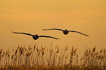 Two Eastern white pelicans (Pelecanus onolocratus) in flight, silhouetted at sunset, Danube Delta, Romania, May 2009