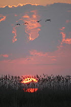 Danube Delta at sunrise, Romania, May 2009