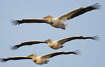 Three Eastern white pelicans (Pelecanus onolocratus) in flight, Danube Delta, Romania, May 2009