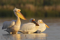 Three Eastern white pelicans (Pelecanus onolocratus) in the Danube Delta, Romania, May 2009