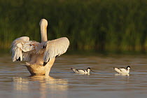 Rear view of an Eastern white pelican (Pelecanus onolocratus) stretching its wings, with two Avocets (Recurvirostra avosetta) Danube Delta, Romania, May 2009