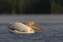 Eastern white pelican (Pelecanus onolocratus) Danube Delta, Romania, May 2009