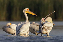 Four Eastern white pelicans (Pelecanus onolocratus) one with throat sac inverted, Danube Delta, Romania, May 2009