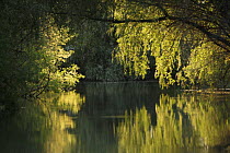 Danube Delta with trees reflected in water, Romania, May 2009