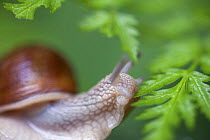 Edible snail (Helix pomatia) feeding, Stockholm Archipelago, Sweden, June 2009