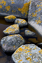 Lichen covered rocks on coast, Lngviksskr, Stockholm Archipelago, Sweden, June 2009