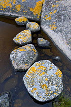 Lichen covered rocks on shore, Lngviksskr, Stockholm Archipelago, Sweden, June 2009
