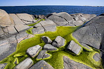 Algae growing in rock pools on rocky coast, Lngviksskr, Stockholm Archipelago, Sweden, June 2009