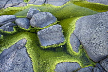 Algae growing in rock pools on rocky coast,  Lngviksskr, Stockholm Archipelago, Sweden, June 2009