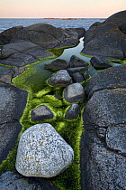 Algae growing in rock pools on rocky coast, , Lngviksskr, Stockholm Archipelago, Sweden, June 2009