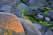 Algae growing in rock pools on rocky coast, Lngviksskr, Stockholm Archipelago, Sweden, June 2009 Wild Wonders kids book.