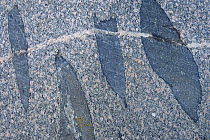 Patterns in rock, Lngviksskr, Stockholm Archipelago, Sweden, June 2009