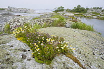 Sea mayweed (Matricaria / Tripleurospermum maritima) and Chives (Allium schoenoprasum) flowering, Kallskr, Stockholm Archipelago, Sweden, June 2009