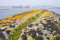 Lichen covered rocks, Kallskr, Stockholm Archipelago, Sweden, June 2009