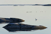 Mute swan (Cygnus olor) and Eider ducks (Somateria mollissima) on sea, Kallskr, Stockholm Archipelago, Sweden, June 2009