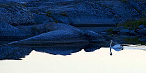 Mute swan (Cygnus olor) swimming along coast, Kallskr, Stockholm Archipelago, Sweden, June 2009