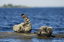 Two Grey seals (Halichoerus grypus) one calling on rock, Stockholm Archipelago, Sweden, June 2009