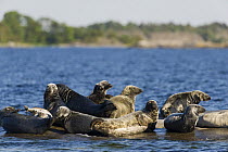 Grey seal (Halichoerus grypus) group on rock, Stockholm Archipelago, Sweden, June 2009