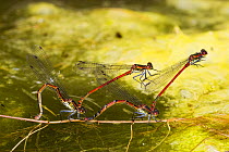 Large red damselfly (Pyrrhosoma nymphula), two mated pairs with females laying eggs in pond, one male holds on to male in the other pair Bristol, UK