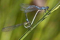 Azure Damselfly (Coenagrion puella) male and female in mating wheel on grass stem, Bristol, UK