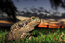 Cururu / Roccoco toad (Bufo paracnemis), largest amphibian in Argentina, Esteros del Ibera, Argentina, November