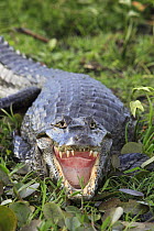 Spectacled caiman (Caiman crocodilus) with mouth wide open, Esteros del Ibera, Argentina