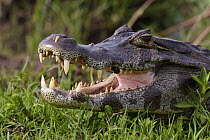 Spectacled caiman (Caiman crocodilus) with mouth open, Esteros del Ibera, Argentina