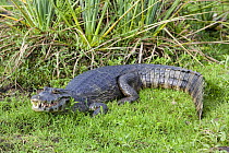 Spectacled caiman (Caiman crocodilus) on marshes, Esteros del Ibera, Argentina