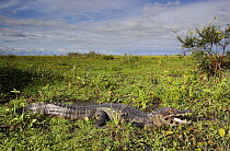 Spectacled caiman (Caiman crocodilus) in marsh habitat, Esteros del Ibera, Argentina