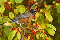 American Robin (Turdus migratorius), in crab apple tree (Malus sp), Pennsylvania, USA, November