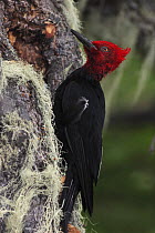 Magellanic woodpecker (Campephilus magellanicus) male on tree trunk, Argentina,