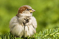 House / Common Sparrow (Passer domesticus), perched on ground, Washington DC, USA