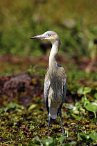 Whistling Heron (Syrigma sibilatrix) on marsh, Esteros del Ibera, Argentina