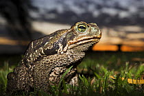 Cururu / Roccoco toad (Bufo paracnemis), largest amphibian in Argentina, Esteros del Ibera, Argentina